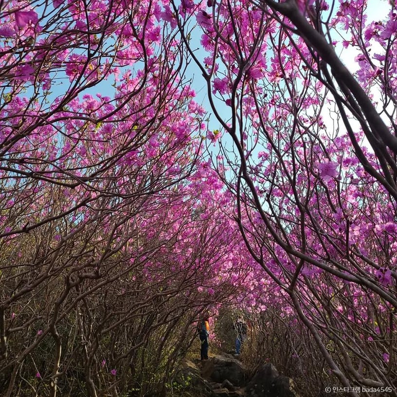 Azalea tunnel on Daegeumsan Mountain